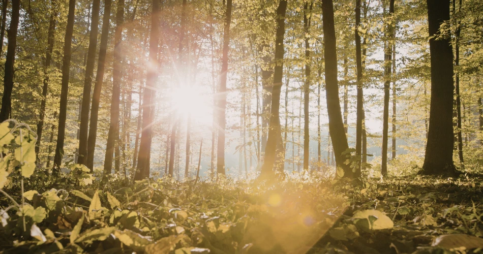 Outdoor Adventures in Twain Harte: Hiking, Lakes & Nature Escapes