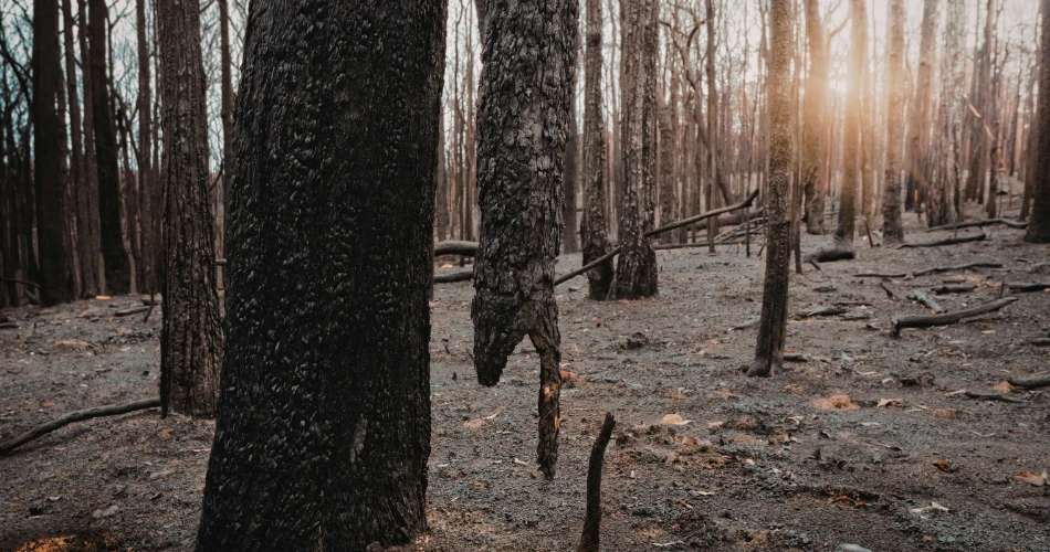 Outdoor Adventures in Twain Harte: Hiking, Lakes & Nature Escapes