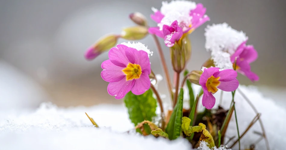 Outdoor Adventures in Twain Harte: Hiking, Lakes & Nature Escapes