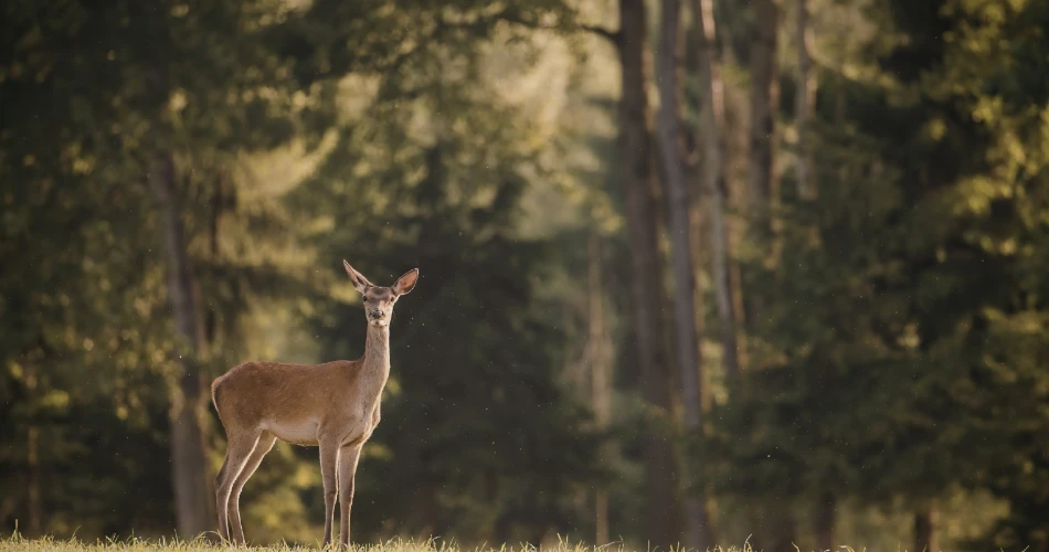 Outdoor Adventures in Twain Harte: Hiking, Lakes & Nature Escapes